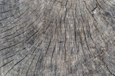 Ahşap doku arka plan, ahşap kabuk kapatın. Grunge dokulu görüntü.