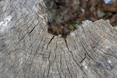 Ahşap doku arka plan, ahşap kabuk kapatın. Grunge dokulu görüntü.