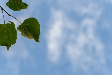 Mavi gökyüzü yakın çekim karşı yaprakları