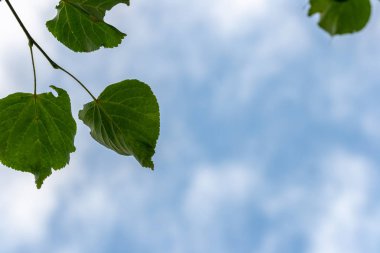 Mavi gökyüzü yakın çekim karşı yaprakları