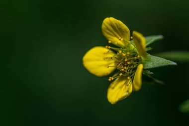 Bahar çiçekleri yeşil bir ormanda