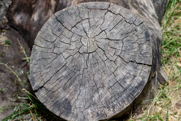 Ahşap doku arka plan, ahşap kabuk kapatın. Grunge dokulu görüntü.