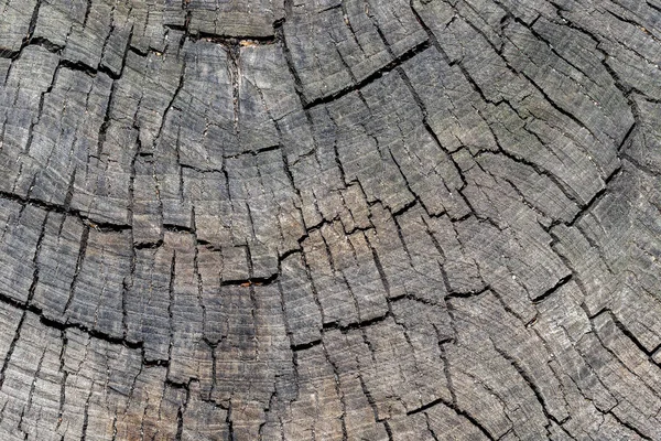 Ahşap doku arka plan, ahşap kabuk kapatın. Grunge dokulu görüntü.