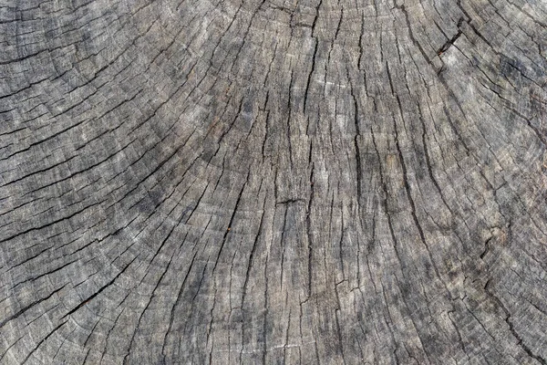 Ahşap doku arka plan, ahşap kabuk kapatın. Grunge dokulu görüntü.