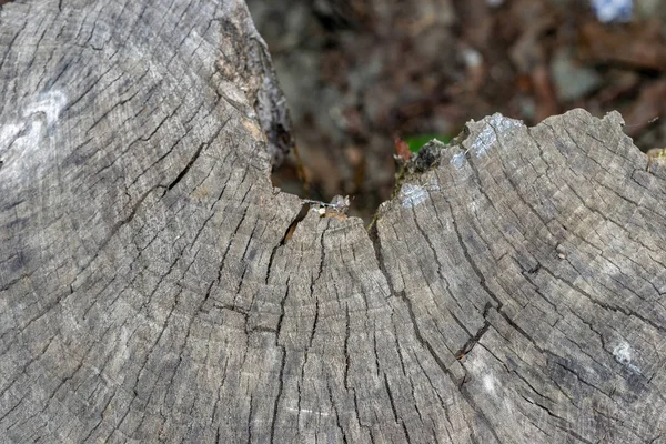 Ahşap doku arka plan, ahşap kabuk kapatın. Grunge dokulu görüntü.