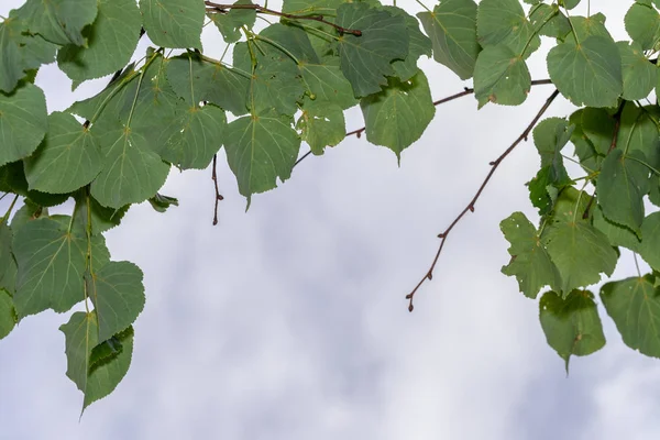 Mavi gökyüzü yakın çekim karşı yaprakları