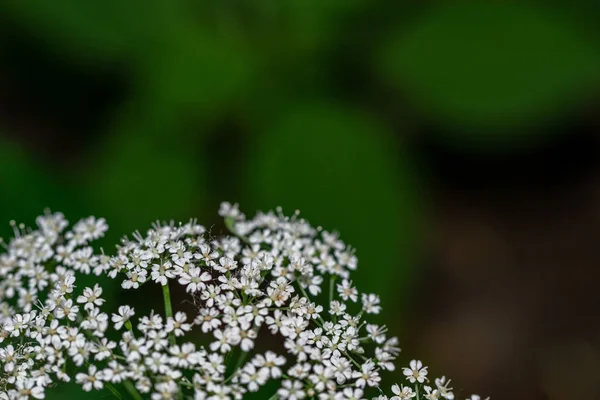 Fleurs printanières dans une forêt verte — Photo