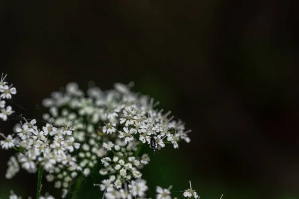 Spring flowers in a green forest — Stock Photo, Image