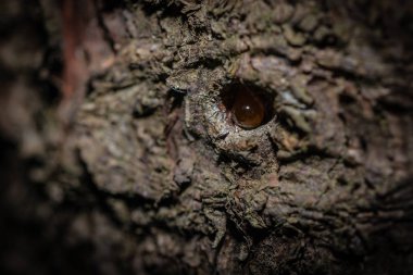 Bir ağaç kabuğu reçine bir damla