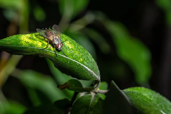 Bosque volar en una planta —  Fotos de Stock