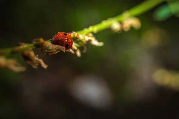 A növény katicabogár — Stock Fotó