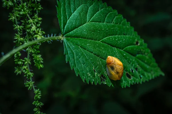 Caracol en una planta —  Fotos de Stock