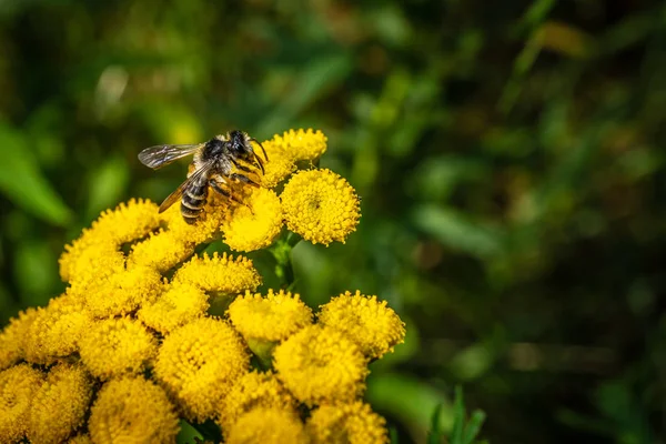 Μέλισσα κινηματογραφήσεων σε μια μακροεντολή μακροεντολή λουλούδι — Φωτογραφία Αρχείου