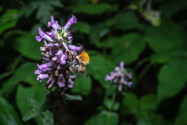 Bee closeup on a macro flower macro — Stock Photo, Image