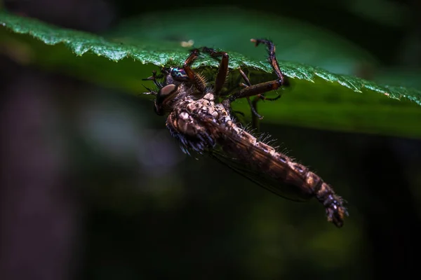 La mosca atacó a la mariposa nocturna — Foto de Stock