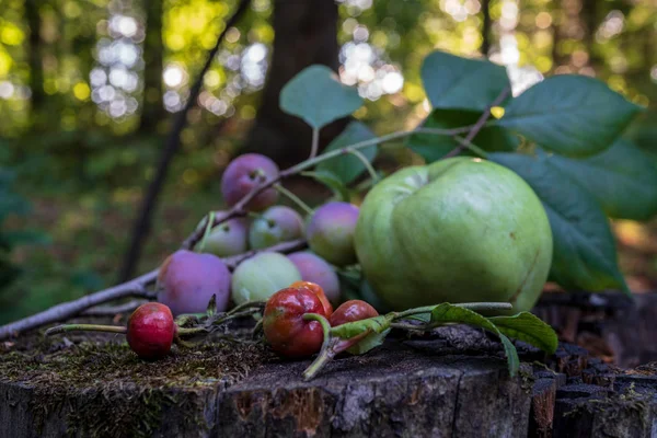 Stilleben med vilda plommon äpple nypon och svarta vinbär — Stockfoto