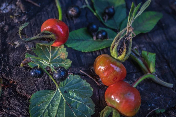 Stillleben mit wilden Pflaumenapfel Hagebutten und schwarzer Johannisbeere — Stockfoto