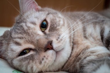 İskoç kedi yatakta yatarken yakın çekim