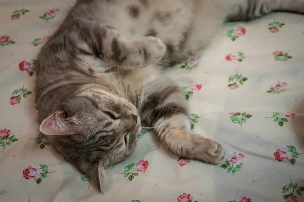 Шотландская кошка лежит на кровати, крупным планом — стоковое фото