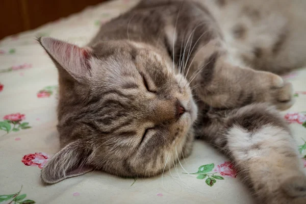 Szkocki kot leżący na łóżku, zbliżenie — Zdjęcie stockowe