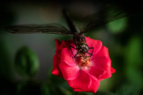 蜻蜓在一朵红玫瑰花上。宏照片 — 图库照片