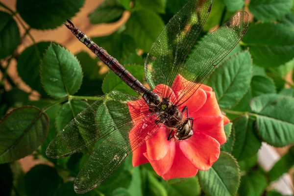 Ważka na kwiat czerwona róża. Fotografia makro — Zdjęcie stockowe