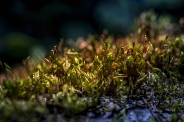 Güneşin yaktı bir ağaçta moss. Makro fotoğraf