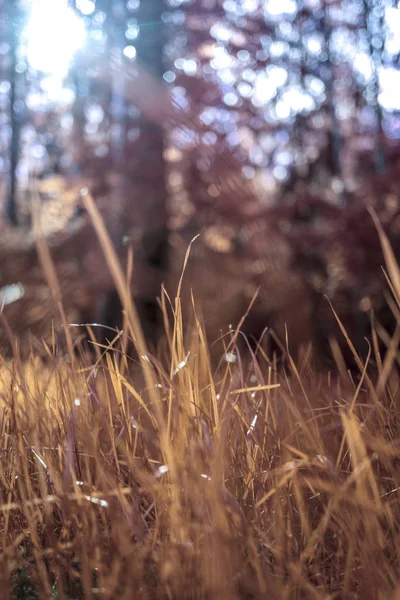 Orman arka plan. Yaz sıcak güneşli bir günde orman