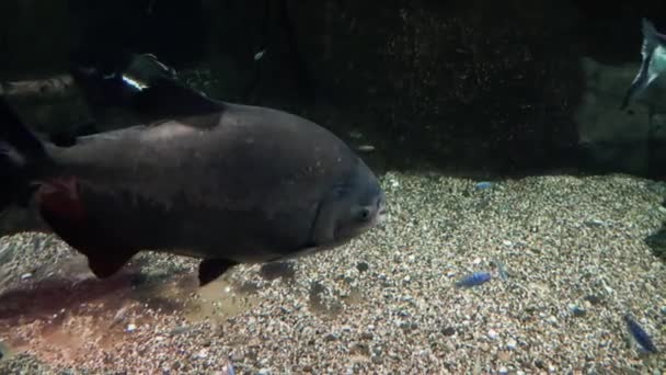 Egzotik balık büyük akvaryum yakın çekim — Stok video