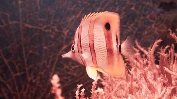 Exotic fish in a large aquarium close-up — Stock Video