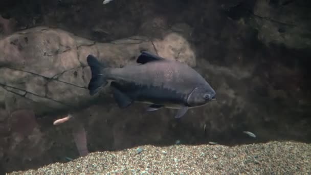 Peces exóticos en un gran acuario de cerca — Vídeos de Stock