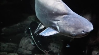 Egzotik balık büyük akvaryum yakın çekim