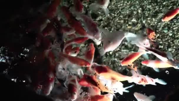 Exotische vissen in een groot aquarium close-up — Stockvideo