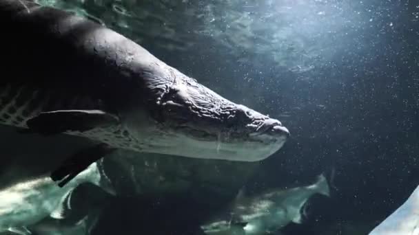 Exotische Fische in einem großen Aquarium aus nächster Nähe — Stockvideo