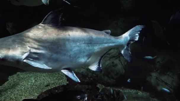 Экзотические рыбы в большом аквариуме — стоковое видео