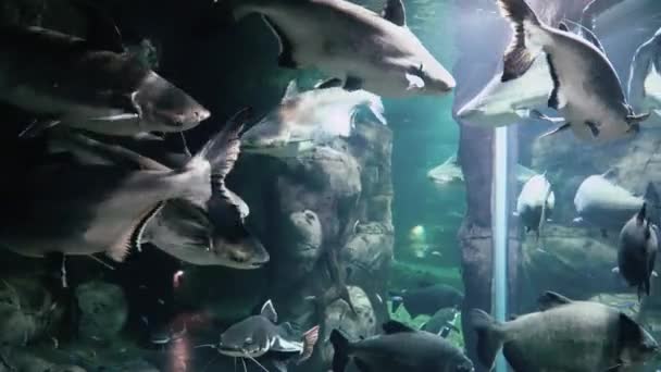 Egzotyczne ryby w akwarium duże zbliżenie — Wideo stockowe