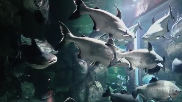 Exotiska fiskar i ett stort akvarium närbild — Stockvideo