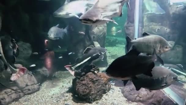 Poissons exotiques dans un grand aquarium gros plan — Video