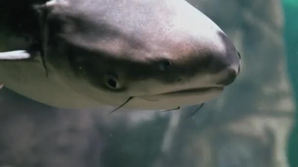 Exotische vissen in een groot aquarium close-up — Stockvideo