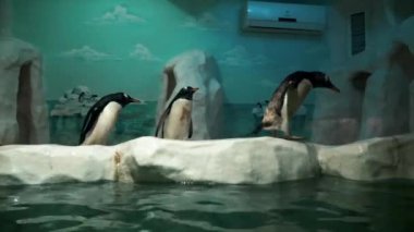 Penguen dalış ve yüzmek