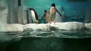 Penguen dalış ve yüzmek