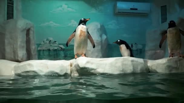 Pinguins mergulham e nadam na água — Vídeo de Stock