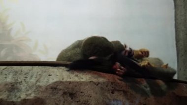 Büyük kuş kafesi içinde oynayan küçük maymunlar