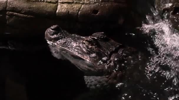 Krokodil ligt in het water close-up — Stockvideo