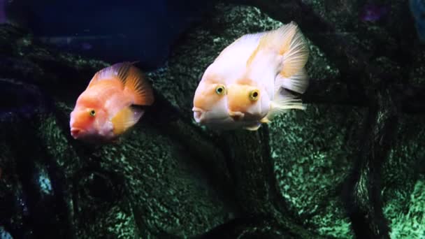 Exotic fish in a large aquarium close-up — Stock Video