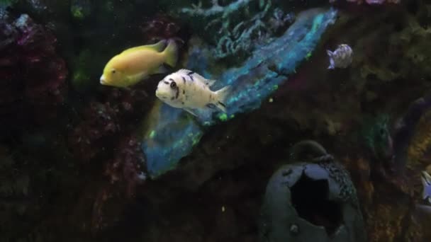 Pesci esotici in un grande acquario primo piano — Video Stock