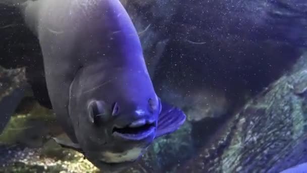 대형 수족관 클로즈업에서 이국적인 물고기 — 비디오