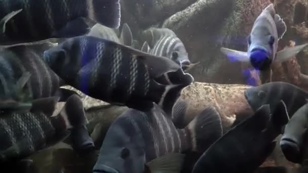대형 수족관 클로즈업에서 이국적인 물고기 — 비디오