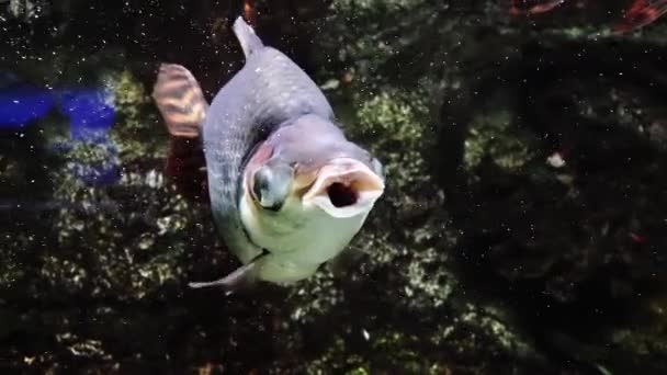 Peces exóticos en un gran acuario de cerca — Vídeo de stock