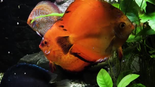 Poissons exotiques dans un grand aquarium gros plan — Video